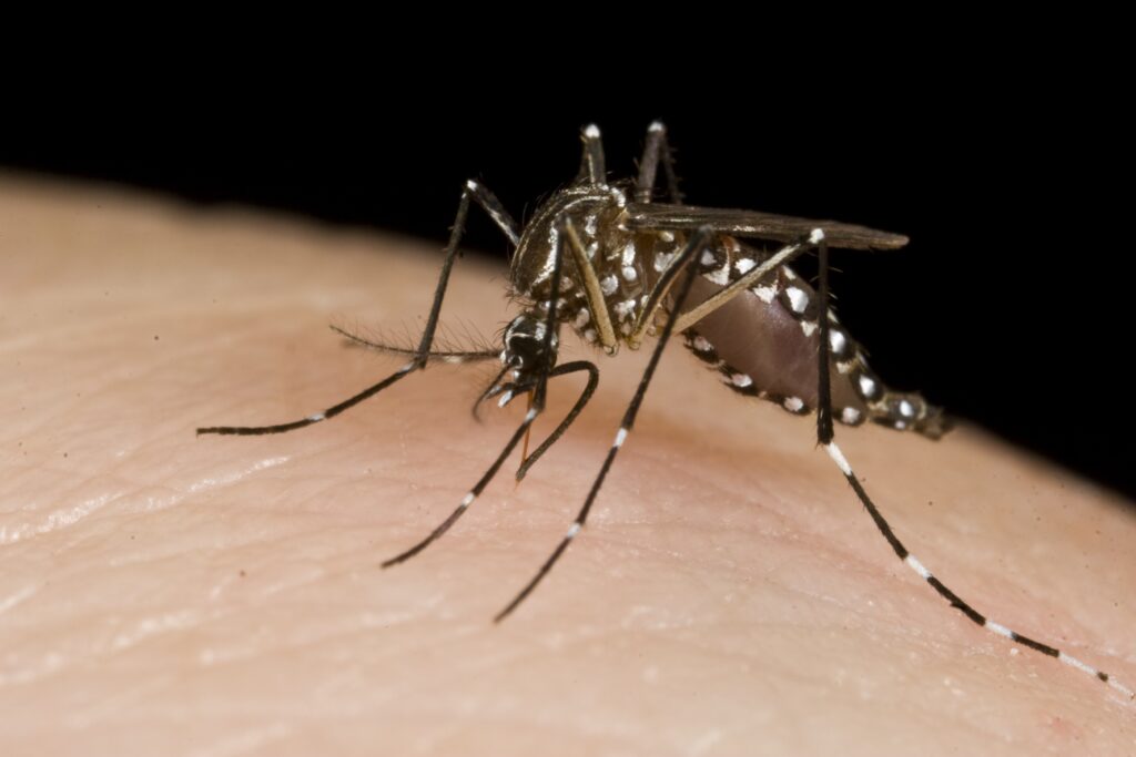 Mosquitoes_(10703811283)